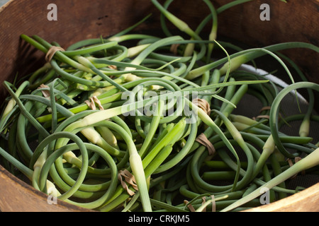 Bords de l'ail, parfois appelé verts à l'ail Banque D'Images