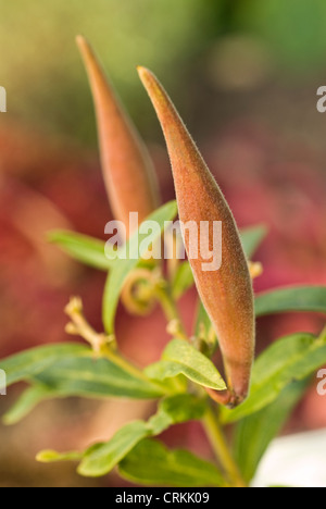 Asclepias tuberosa Asclépiade tubéreuse, Banque D'Images