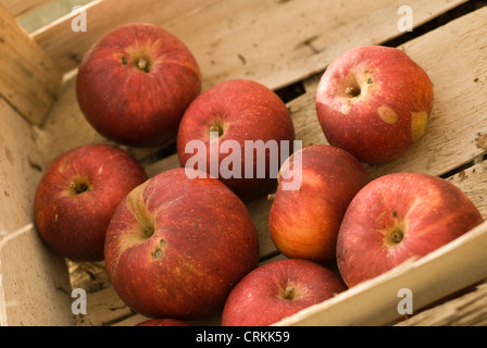 Malus domestica, Apple Banque D'Images