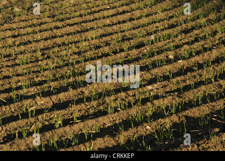 Blé, Triticum durum Banque D'Images
