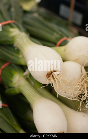 Les oignons verts dans le marché, Middlebury, Vermont, Etats-Unis Banque D'Images