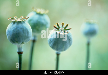 Papaver somniferum, coquelicot, le pavot à opium Banque D'Images