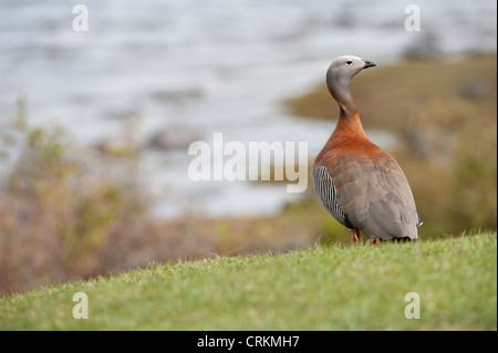 Cendré à tête rousse (Chloephaga poliocephala) adulte, debout sur la rive du lac Lac Paimún Parc National Lanin La Province de Neuquén Banque D'Images