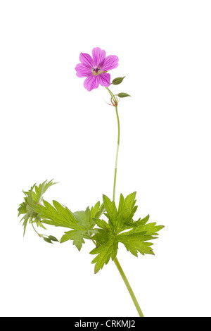 Seule fleur géranium sanguin (Geranium sylvaticum) on white Banque D'Images