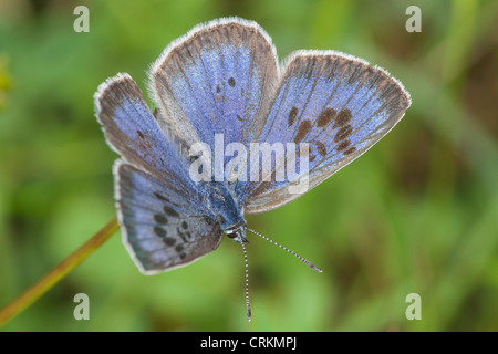 Grande femelle Papillon bleu (Maculinea arion),le bain de soleil sur la colline de Collard Banque D'Images
