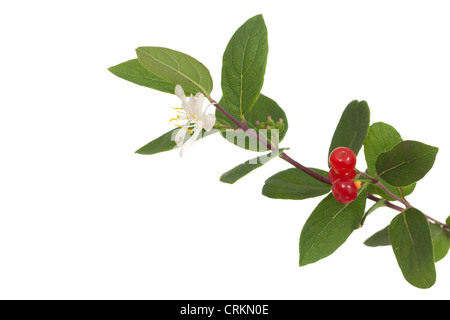 Chèvrefeuille Direction générale de fleurs et de fruits sur fond blanc Banque D'Images