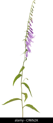 Fleur pourpre (Campanula rapunculoides) sur fond blanc Banque D'Images