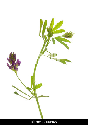 Seule fleur Luzerne (Medicago sativa) sur fond blanc Banque D'Images