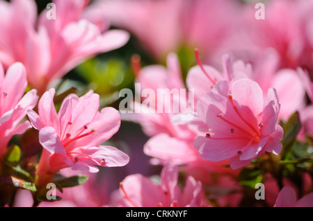 Rhododendron, Azalea Banque D'Images