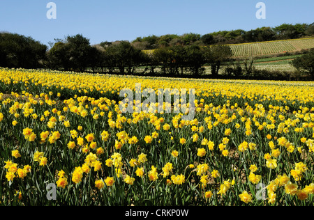 Narcisse, jonquille, paysage avec un domaine commercial en fleur. Banque D'Images