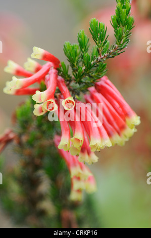 Erica versicolor, Heather, Hiver, Printemps, heath heath Bell Heather Banque D'Images