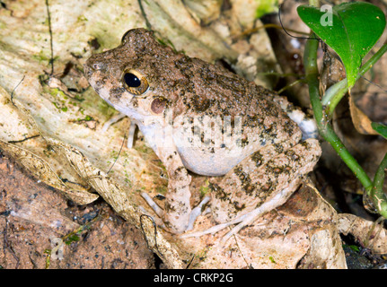 Platysternon commun grenouille Oreobates quixensis (pluie) Banque D'Images