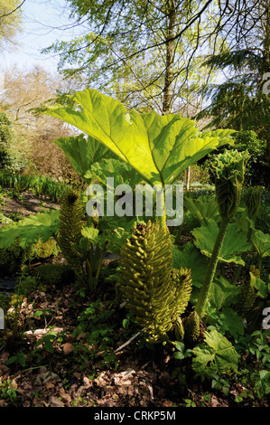 Gunnera manicata Gunnera, Banque D'Images