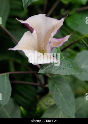 Brugmansia 'Inoxia', les anges' trompettes Banque D'Images