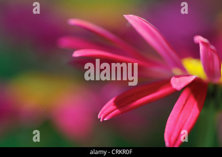 Tanacetum coccineum 'Robinson's Red', peint Daisy Banque D'Images