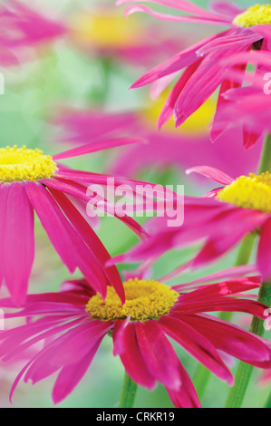 Tanacetum coccineum 'Robinson's Red', peint Daisy Banque D'Images