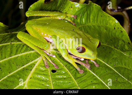 Grenouille Singe Tarsier Phyllomedusa (tarsius) en forêt tropicale, l'Équateur Banque D'Images