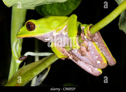 Grenouille Singe Tarsier Phyllomedusa (tarsius) en forêt tropicale, l'Équateur Banque D'Images