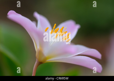 Tweedyi Lewisia 'Rosea', Lewisia Banque D'Images