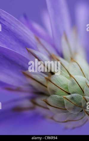 Catananche caerulea, Cupid's dart Banque D'Images