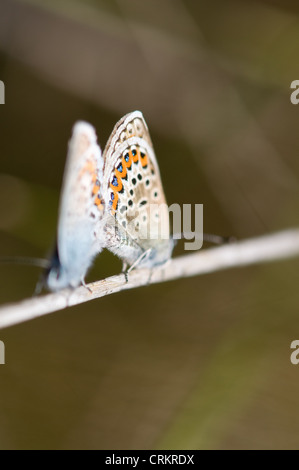 Papillon Bleu clouté argent Plebeius argus Banque D'Images