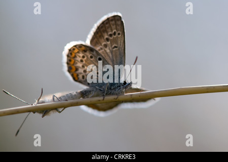 Papillon Bleu clouté argent Plebeius argus Banque D'Images