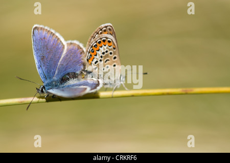 Papillon Bleu clouté argent Plebeius argus Banque D'Images