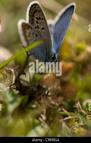 Silver mâle Papillon Bleu cloutés, Plebeius argus, Cornwall, UK Banque D'Images