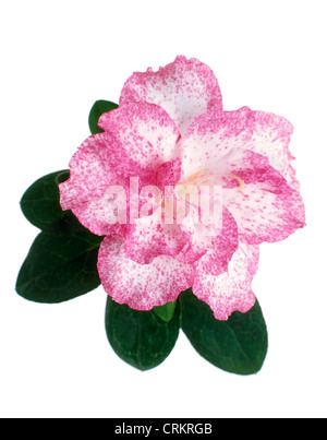 Camélia, fleur rose et blanc avec des feuilles sur un fond blanc. Banque D'Images