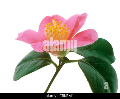 Camélia Banque D'Images