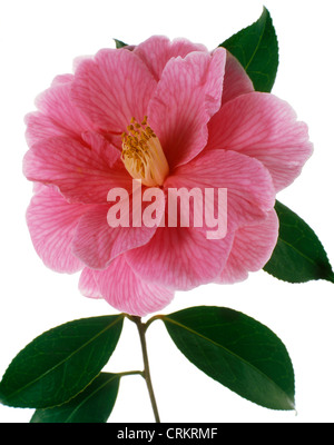 Camélia Banque D'Images