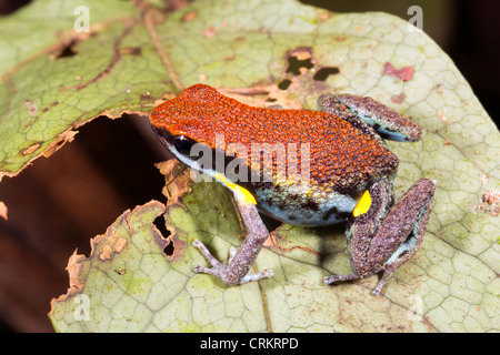 Grenouille Poison équatorienne (Ameerega bilinguis) Banque D'Images