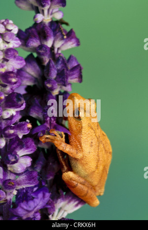 La rainette crucifère (Pseudacris crucifer) l'ascension d'une tige de fleurs pourpre salvia Banque D'Images