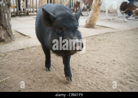 Sus scrofa domestica. f - Zoo Chleby porc miniature, Gottingen, comté de Nymburk, en République tchèque le 13 mai 2012 (CTK Photo/Libor Sojka) Banque D'Images