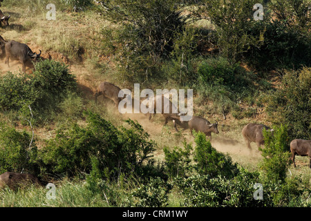 Buffle (Syncerus caffer ) fonctionnant en bas d'une colline, Banque D'Images