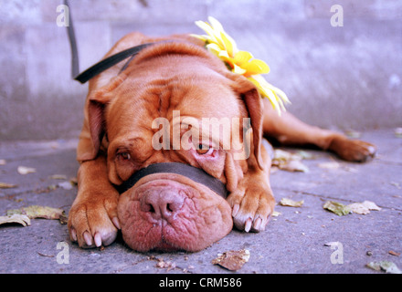 Lying Dogue de Bordeaux avec boucle initiale sur la laisse Banque D'Images