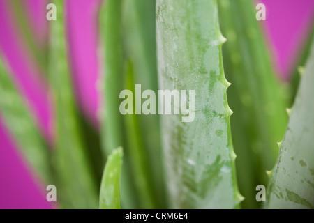 Close up of aloe vera plant Banque D'Images