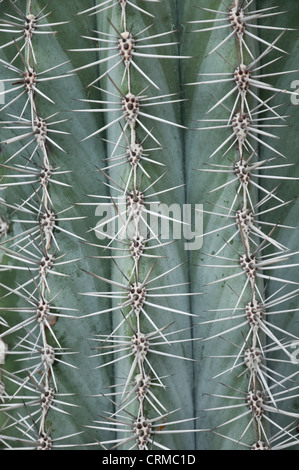 Vue rapprochée d'épines piquantes sur un cactus épineux. ( Pachycereus pringlei ) Banque D'Images