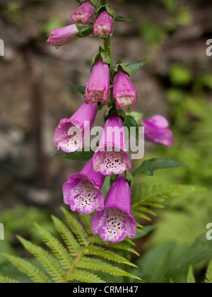 Digitalis purpurea, (Politique digitale), Mai Banque D'Images