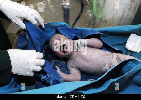 New Born Baby en berceau, peu après la naissance (cordon ombilical encore attaché) Banque D'Images