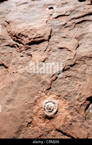 Oeufs de dinosaures fossilisés, près de Tuba City, Arizona, États-Unis Banque D'Images