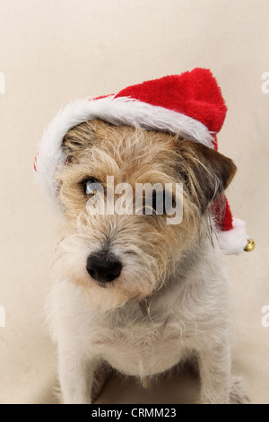 Un Parson Russell Terrier chien, portant un chapeau de Père Noël Banque D'Images