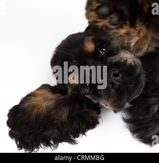 Un chien cocker américain, looking at camera Banque D'Images