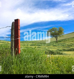 Clôture et arbre dans un champ fauché. La Limagne. L'Auvergne. La France. L'Europe. Banque D'Images