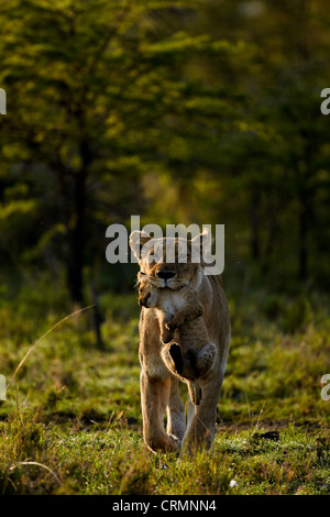 Lionne transportant un cub Banque D'Images