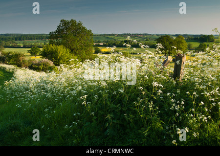 Une partie de la floraison blanche cow parsley surplombant une vallée peu profonde et des paysages variés dans le Northamptonshire, Angleterre Banque D'Images