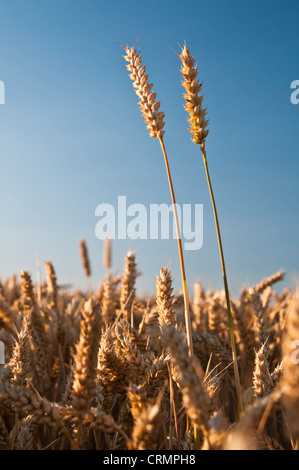 Les épis de blé prêt pour la récolte éclairées par le soleil du soir d'or sur un ciel d'été bleu dans le Northamptonshire, Angleterre Banque D'Images