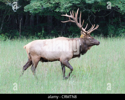 Un taureau le wapiti (Cervus canadensis) dans le site Cataloochee Vallée de la Great Smoky Mountains National Park en Caroline du Nord Banque D'Images