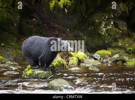 L'ours noir, Thornton Creek, l'île de Vancouver, Colombie-Britannique, Canada Banque D'Images