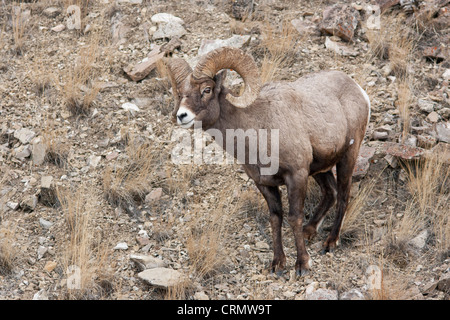 Le Mouflon des montagnes sur le côté sur la montagne en hiver, Yellowstone Banque D'Images